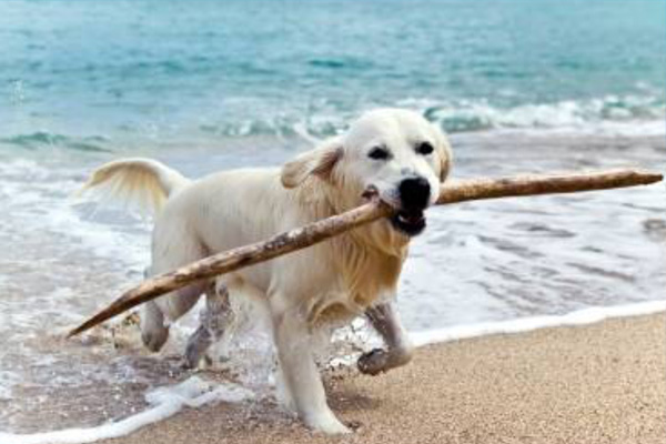 Dog Friendly Holidays in North Devon - Self catering + Camping 